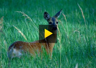 Природа Полісся - Малин - 2108